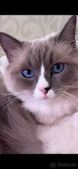 Predám Ragdoll mačíčku