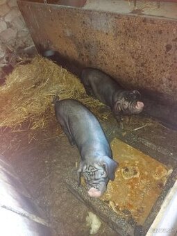 ošípané na predaj