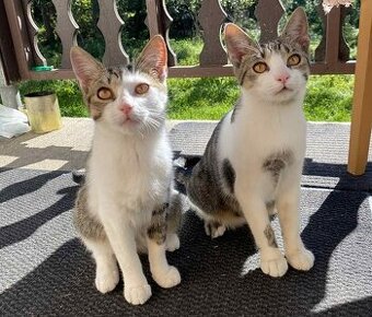 Darujem mačiatka - mačky