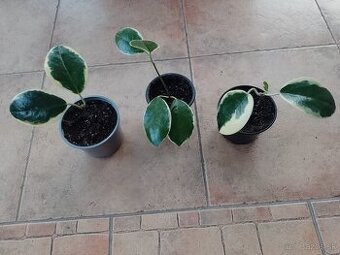 Joga/boskovka Austrália/Blondie 1ks/4€+posta