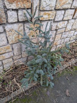 Živý vianočný stromček