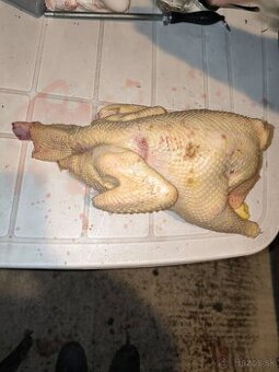 Predám kohútov a sliepky spracované