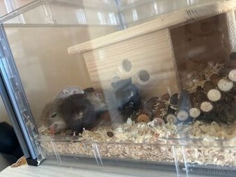 Maličké pieskomili