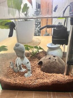 Zariadené Akvárium s bettou bojovnicou