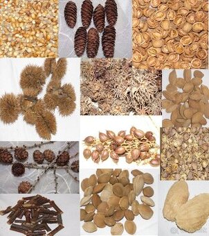 SUŠENÉ KVETY, ŠIŠKY a iné plody do dekorácií