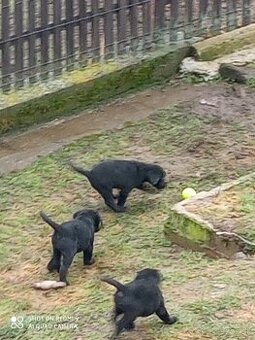 Labradorský retriver