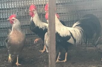 Zdr. Vlaška striebornosfarbená