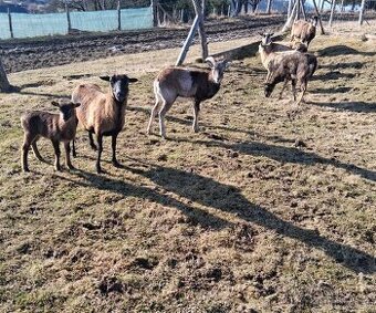 Predám kamerunske ovce