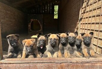 Belgický ovčiak - Malinois- REGISTROVANÝ CHOV