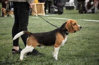 bigl - beagle kto daruje ?