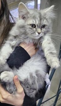 Maciatka