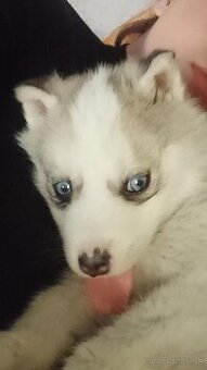 Predám fenku husky čisto krvná