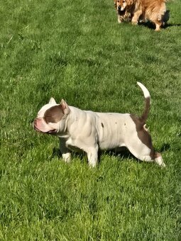 American bully pocet s PP