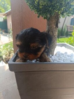 Mini Yorkshire terrier