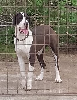 Nemecká doga