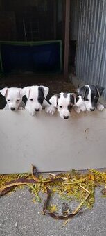 Jack Russell teriér