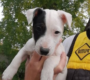 Jack Russell teriér