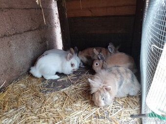 Králik trpasličí Holandský