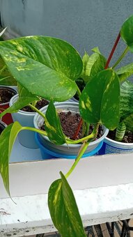 Predám izbové kvety