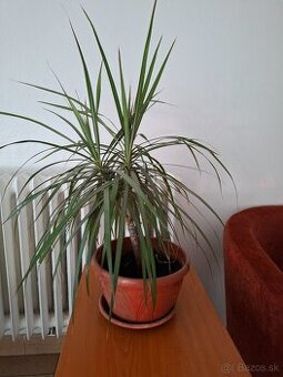 Dracenia  izbová rastlina