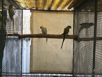 Alexander malý pár