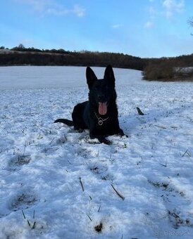 Nemecký ovčiak na stráženie