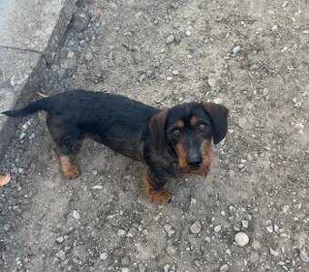 Jazvečík hrubosrstý s PP