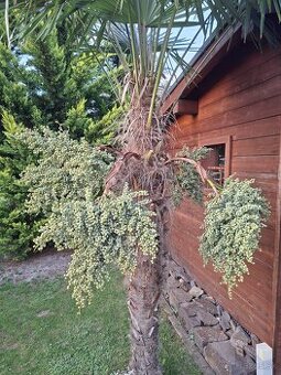Dozreté semená palmy Trachycarpus – mrazuvzdorný kríženec
