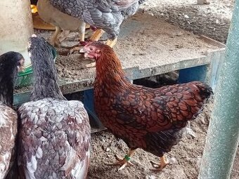 Wyandotkak zdrobnela