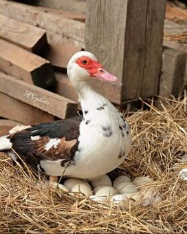 Predám kačky za lacno