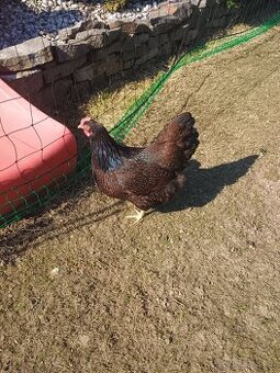 Predám násadove vajíčka.