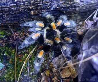 Predám pavuky Brachypelma