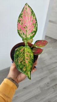 Aglaonema anyamanee