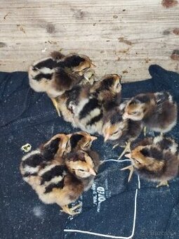 Araucana