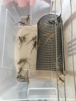 predám agami - 1