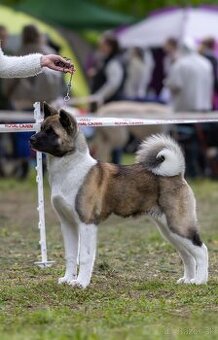 Americká Akita s PP