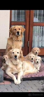 Zlatý retriever