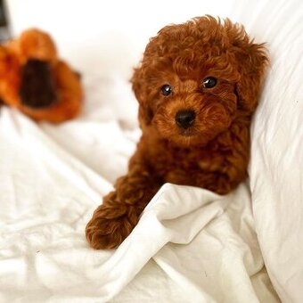 Kupim toy pudlika alebo maltipoo steniatko