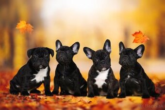 Francúzsky buldoček s PP, FCI