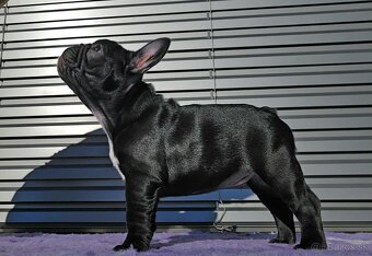 Francúzsky buldoček s PP, FCI