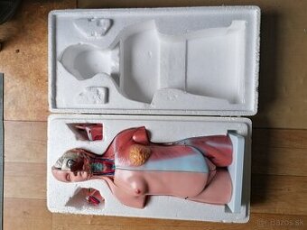 Model trupu ľudského tela