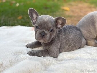 Francúzsky buldoček