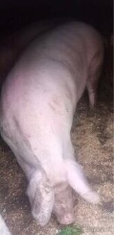 Prasa 2.50€-kg živej váhy