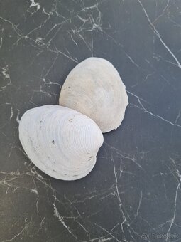 Predám 2 obrovske mušle a 2 hrebenatky