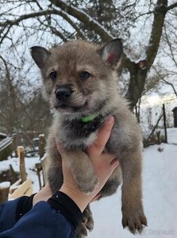 Československý vlčiak bez PP