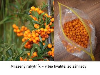 Mrazený rakytník zo záhrady