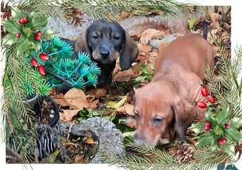 ROZTOMILÉ ŠTENIATKA IHNEĎ K ODBERU – SKVELÁ VOĽBA AJ PO VIAN