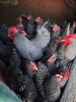 Predam nasadove vajička plemena Amrox