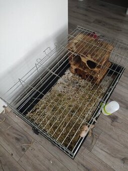 Morské prasiatko so všetkým vybavenim- zadarmo