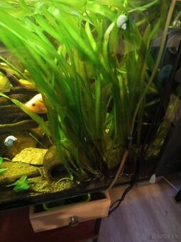 Vymenim/predam rastliny